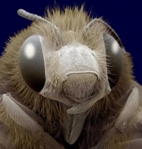 макрофотографии насекомых